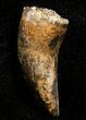 Inch Nanotyrannus Tooth From Montana #3430-1